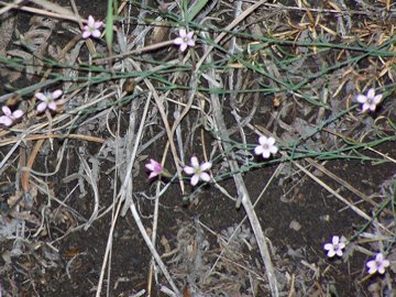 Petrorhagia saxifraga